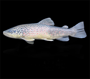 3048_Cüneyt Kaya_Salmo coruhensis.jpg 3048_Cüneyt Kaya_Salmo coruhensis.jpg